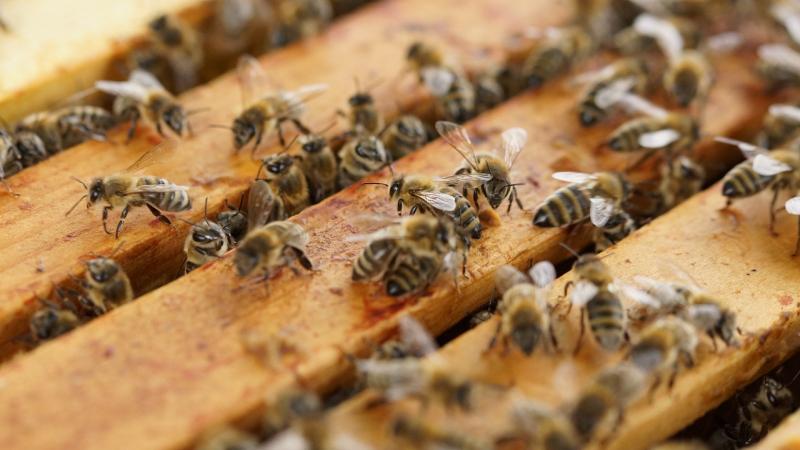 abeille