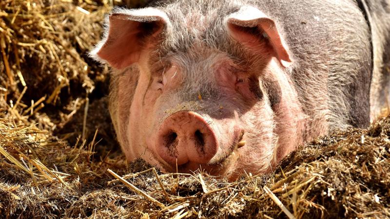 porc dans la paille