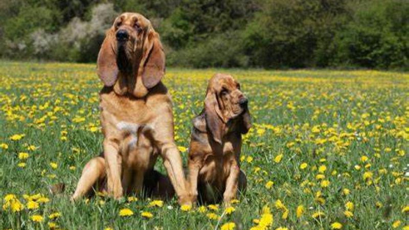 Photo chiens de chasse