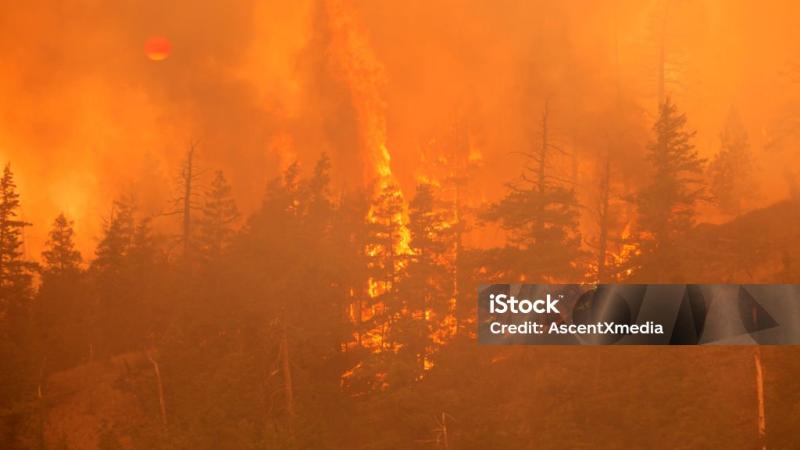 Feu de forêt