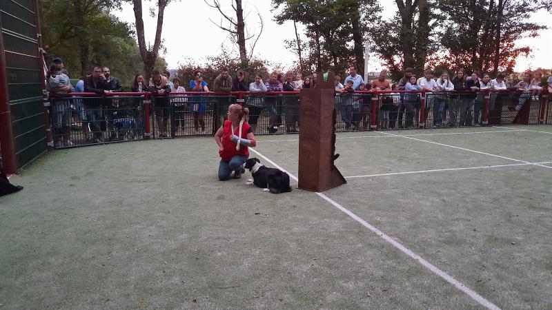 Dog Dancing