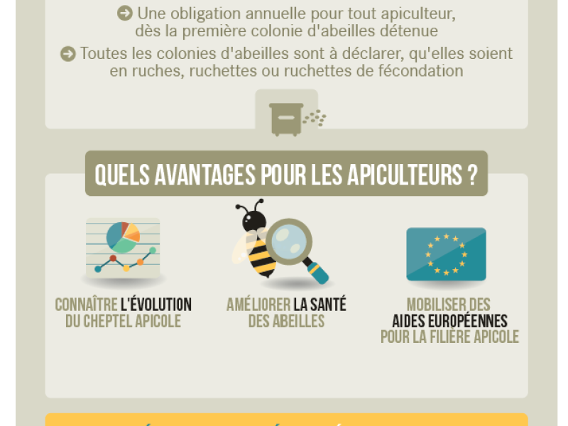 Affiche déclarations ruches