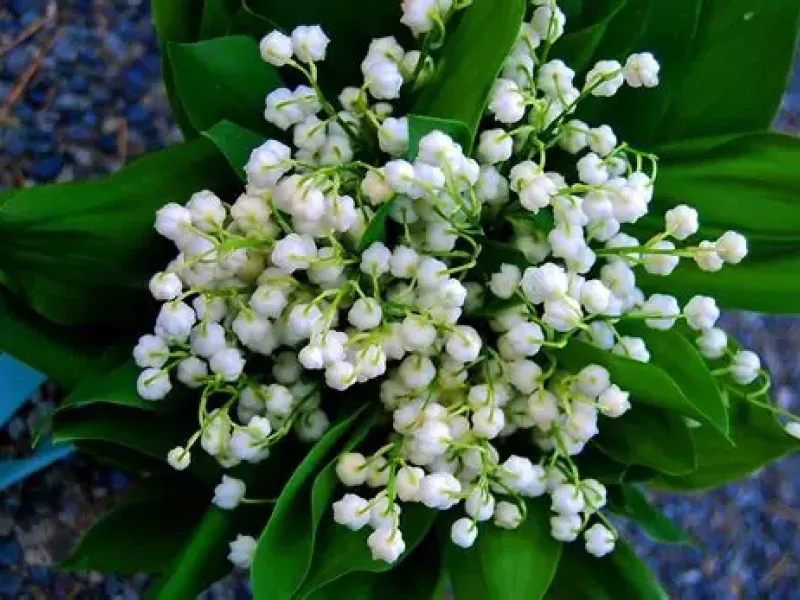 Marche du muguet