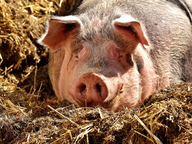 Peste porcine africaine - Déclaration oligatoire et vigilance 
