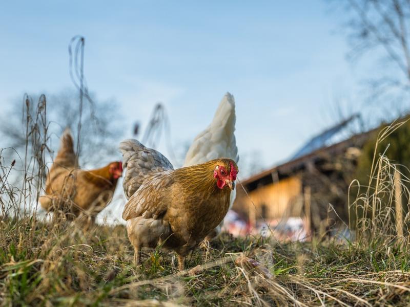 Influenza aviaire : la situation en France