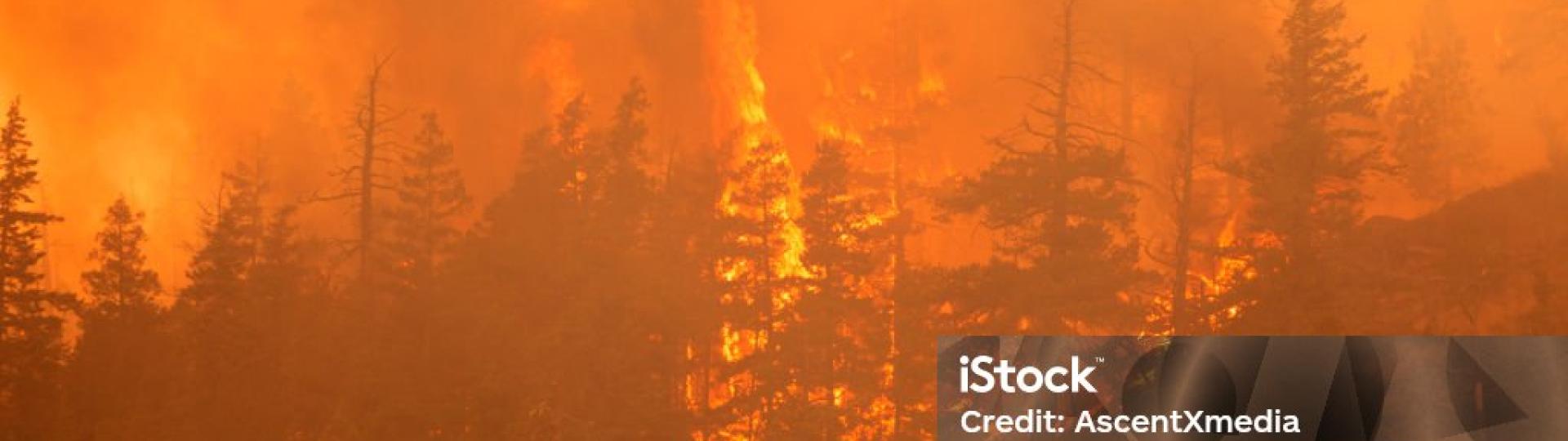Prévention des incendies de forêt