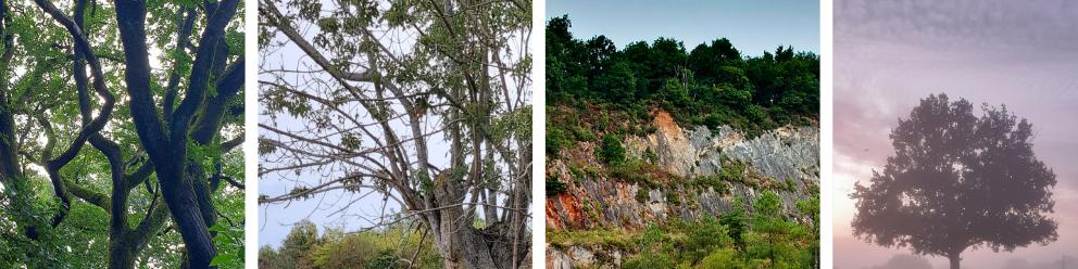 Exposition "Identités naturelles du Pays de…
